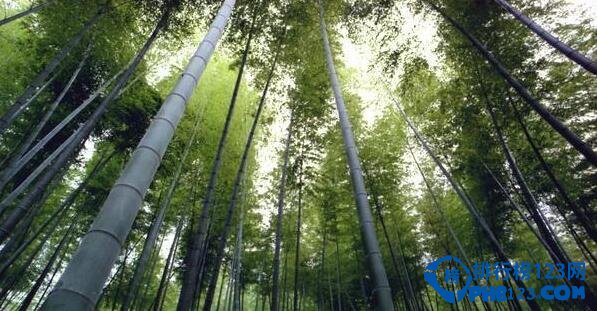 世界上最大的竹子 西双版纳巨龙竹(直径长达30多米)